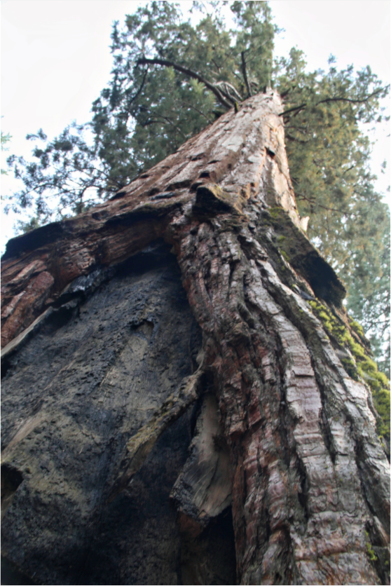 Main image Redwood Sky High