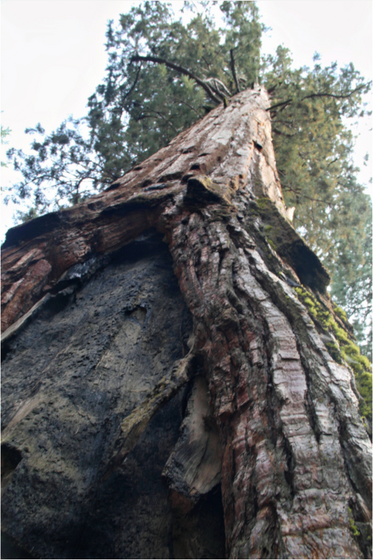 Main image Redwood Sky High